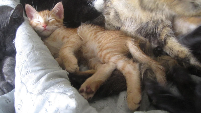 a small kitten is cuddled with another smaller cat