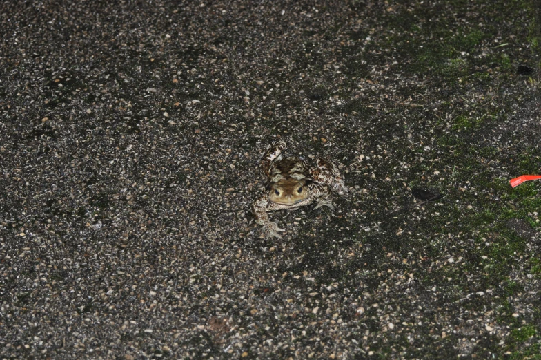 a frog is sitting on a sidewalk with its eyes open