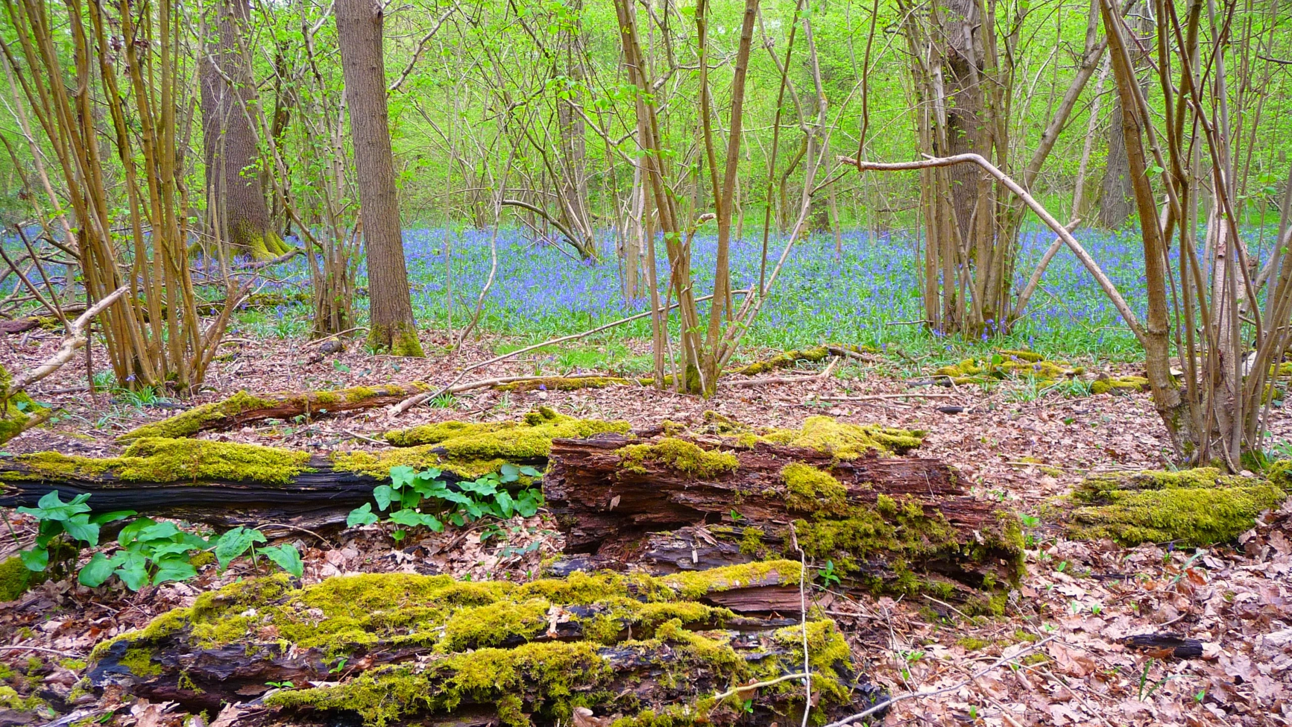 a forest scene has mossy trees and green leaves