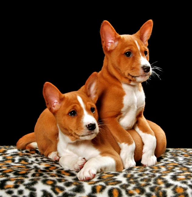 two little puppies sitting together on a leopard print blanket