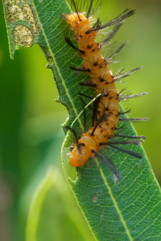 some black bugs that are on a green leaf