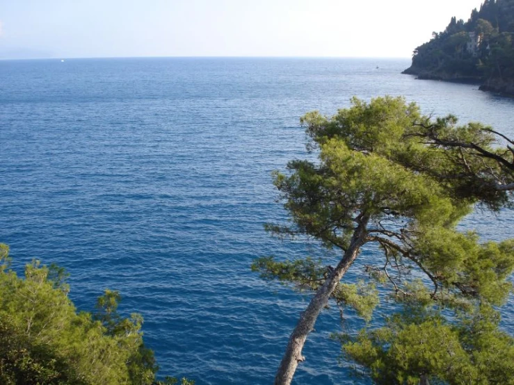 pine tree near the edge of cliff overlooking a body of water