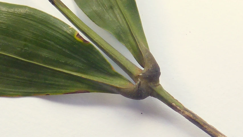 a small plant with leaves that are green