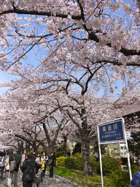 some people are walking down a sidewalk under pink flowers