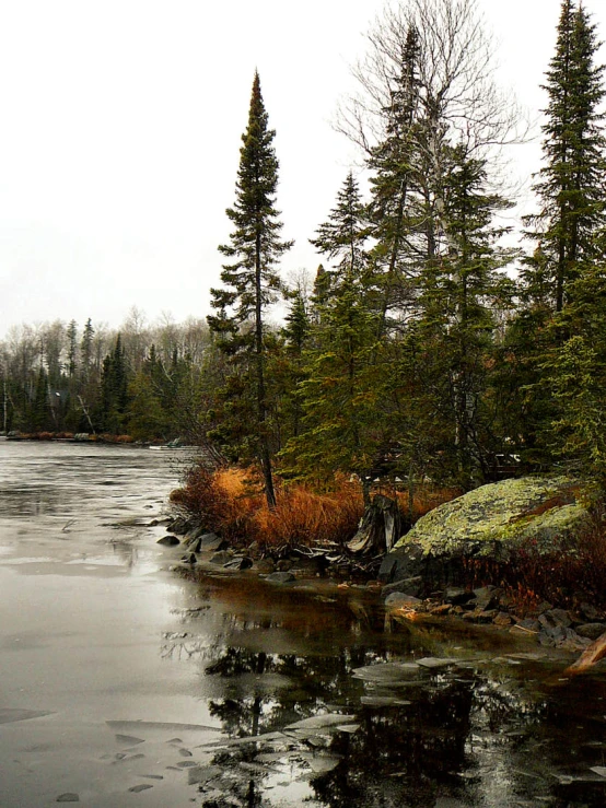 some small trees some water and some rocks