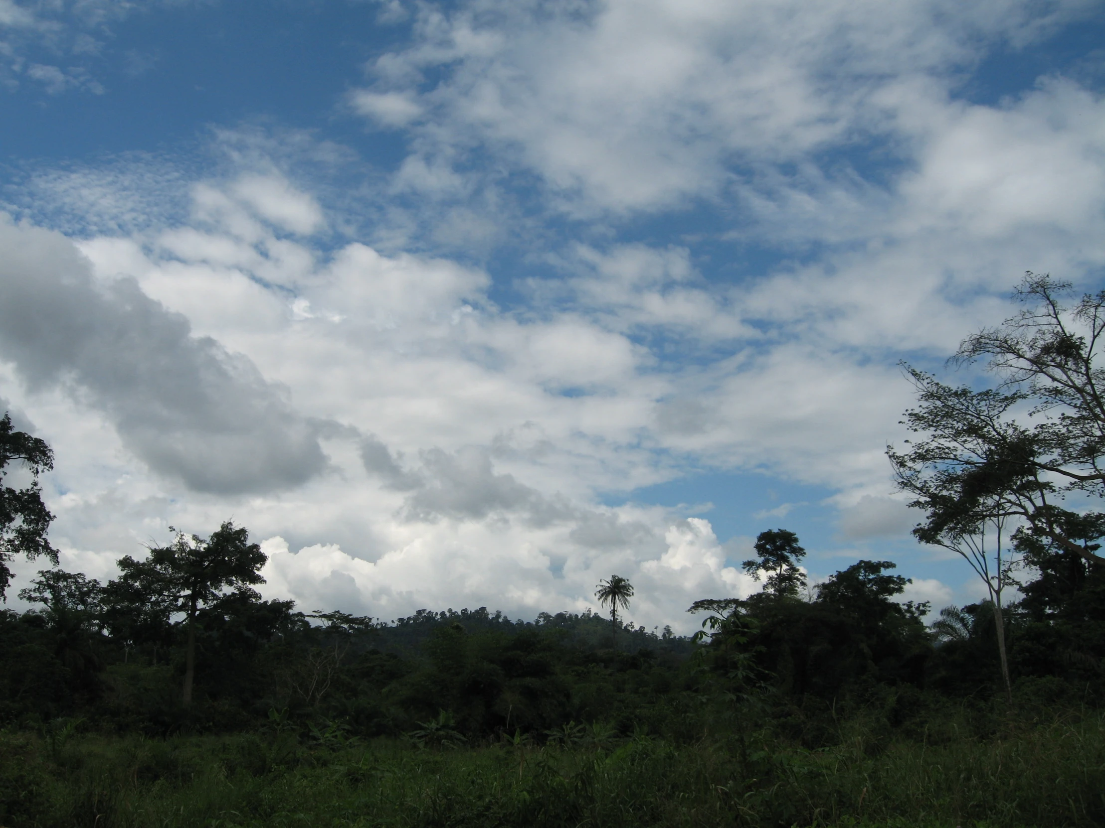 a field and some trees on a cloudy day