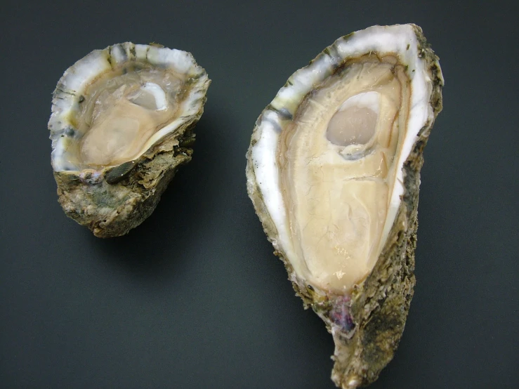two oysters are on a black surface