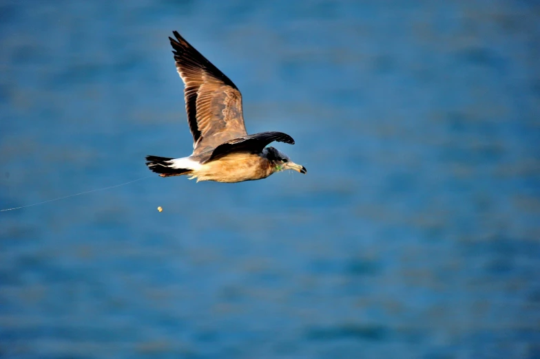 a bird flies through the air with a piece in its beak