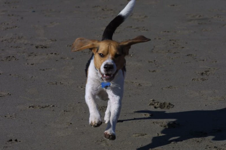 a dog running through sand on the beach