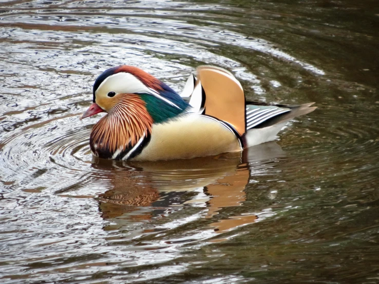 a male duck floats in the water of the pond