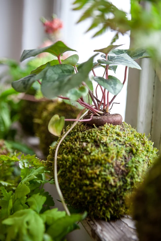 a close up of some plants on a shelf