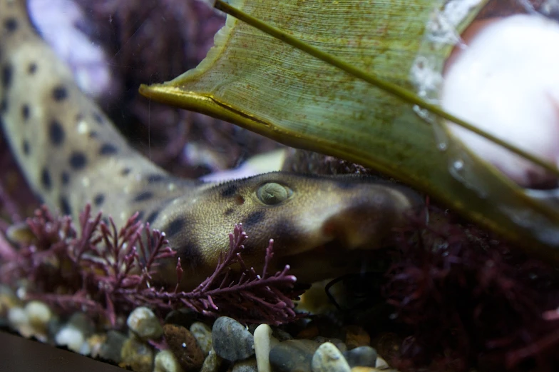 a close up of a tank containing plants and small rocks