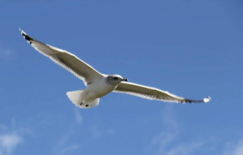 a white bird flying high up in the sky