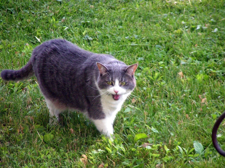 a cat standing in grass near a dog on the ground