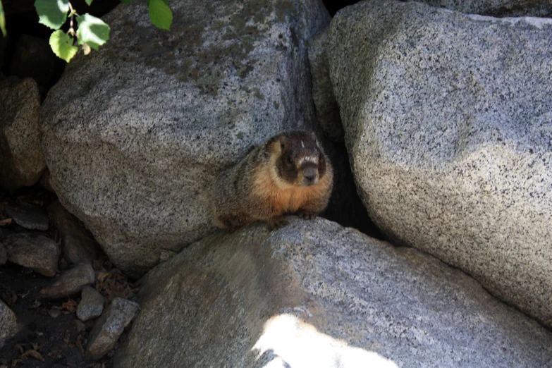 there is a squirrel peeking from between some rocks