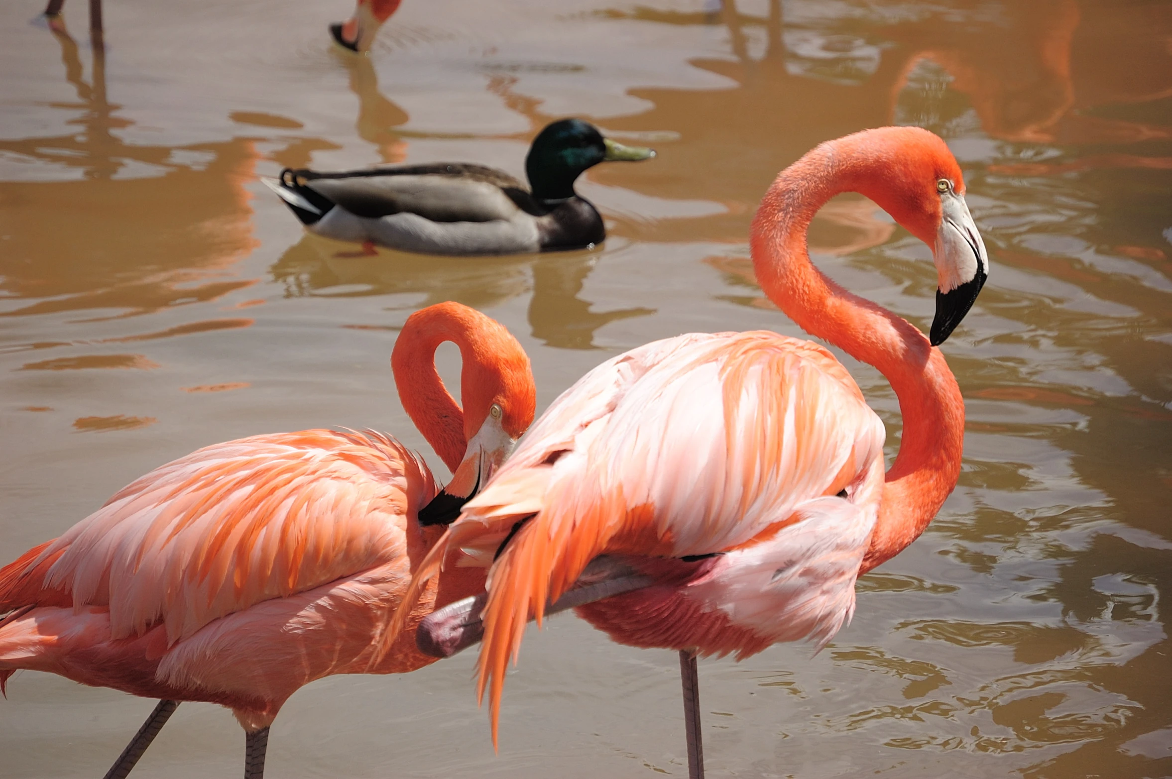 two flamingos standing in water with ducks behind them