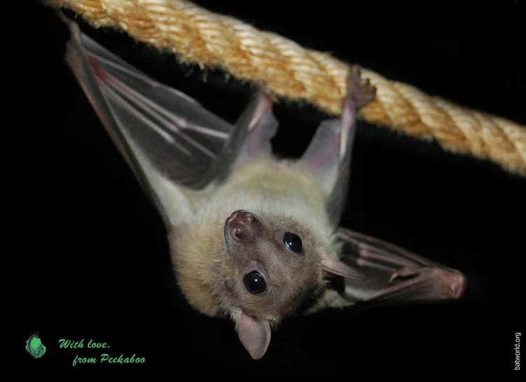 a brown bat laying on it's side near a rope