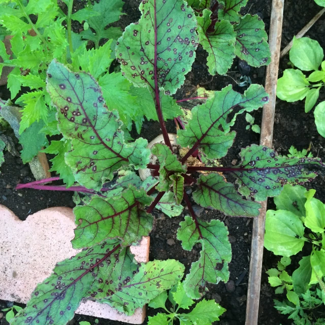 leafy plant in a garden setting with a brick