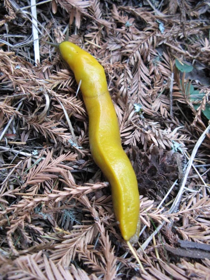 a long yellow leaf sits on top of some pine needles
