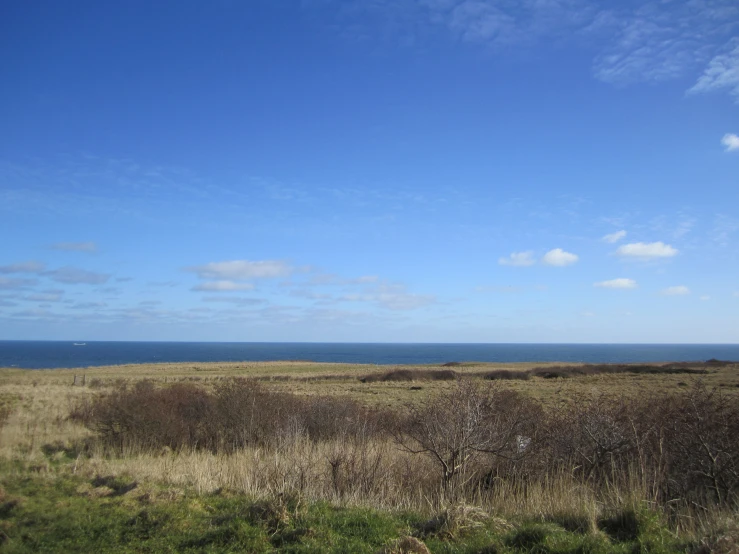 a lone tree in an open field with the ocean in the background