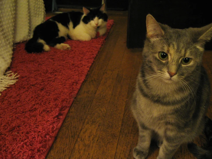 two cats that are sitting on a rug