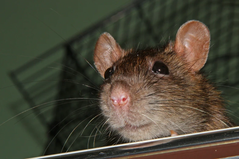 a rat sticking its head out of the window