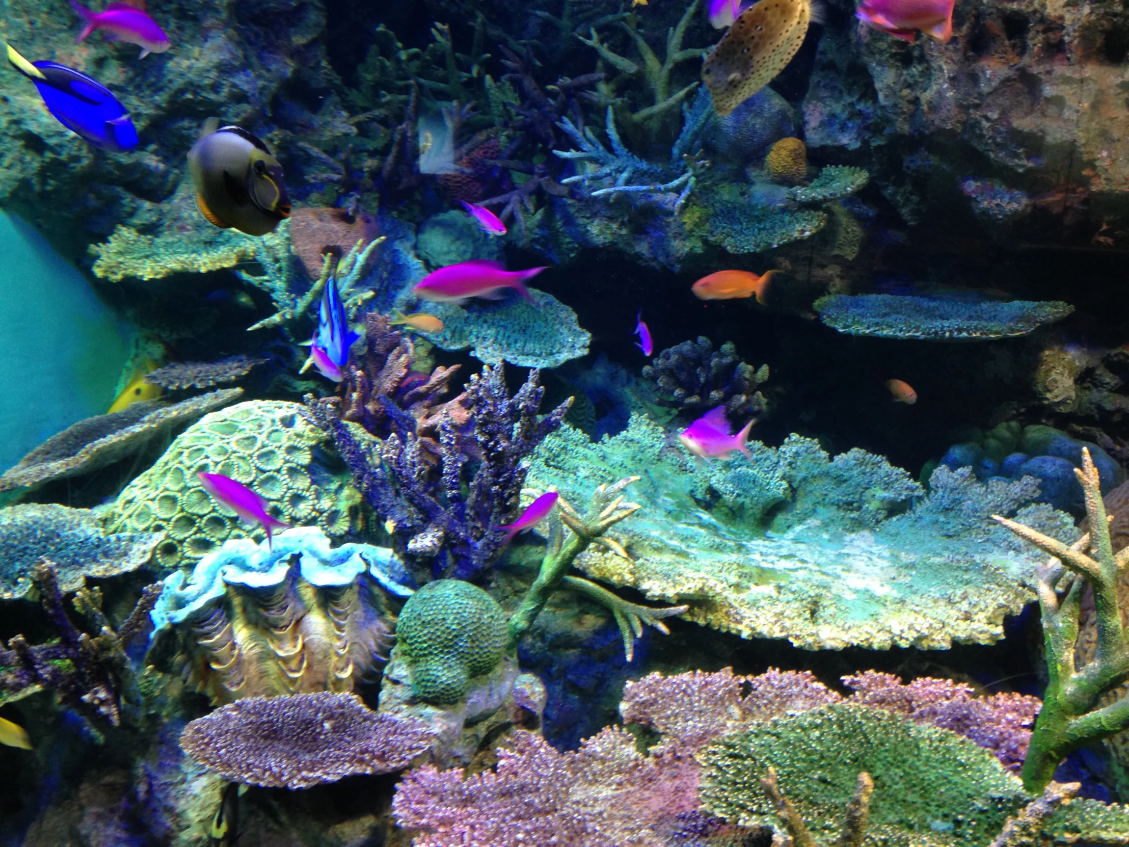 there is an aquarium full of many different colored fish