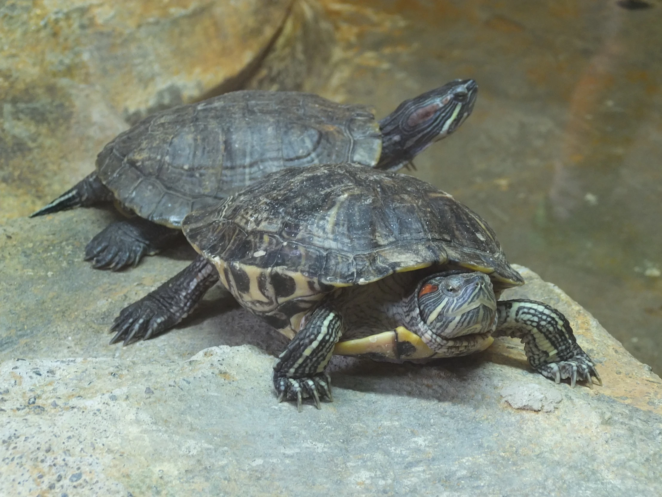 two small turtles sitting on top of each other