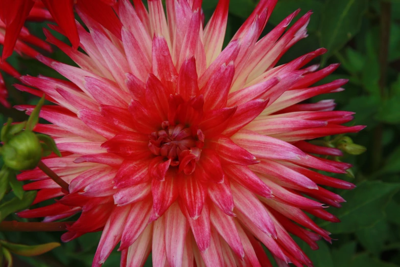 a red and white flower in a field