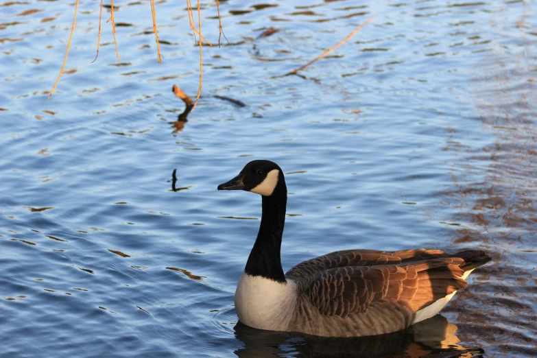 the duck is floating in the water in front of its owner