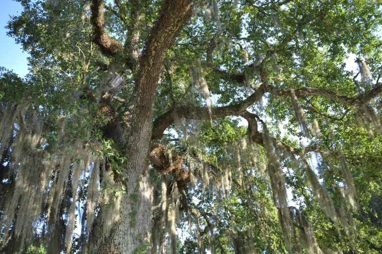 there is a huge tree that has moss growing on it