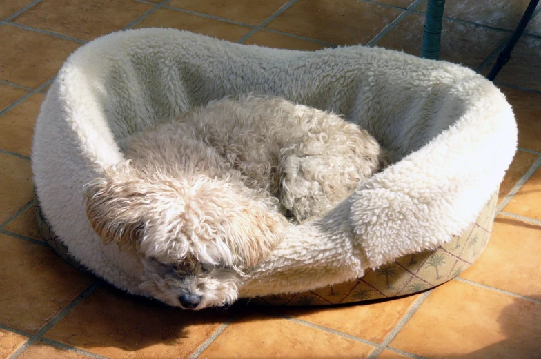 a fluffy dog sleeps in its bed on the ground