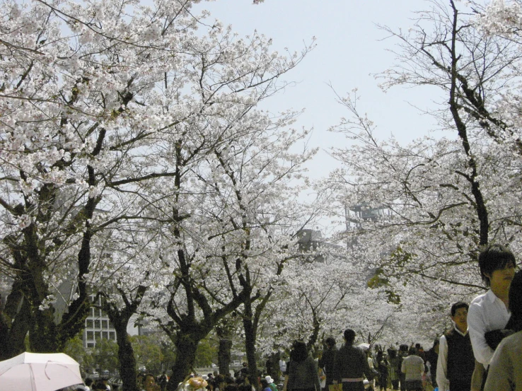 some people walk around a park with many trees