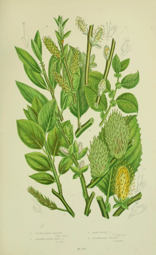 a vintage botanical print of flowers and leaves