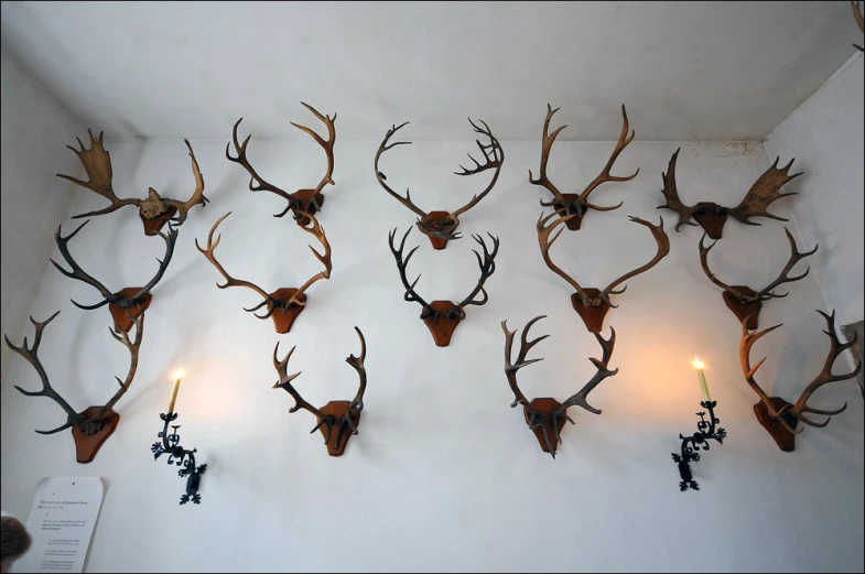 several staga heads mounted to the wall