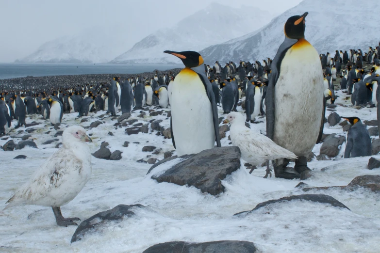 three penguins that are sitting on some rocks