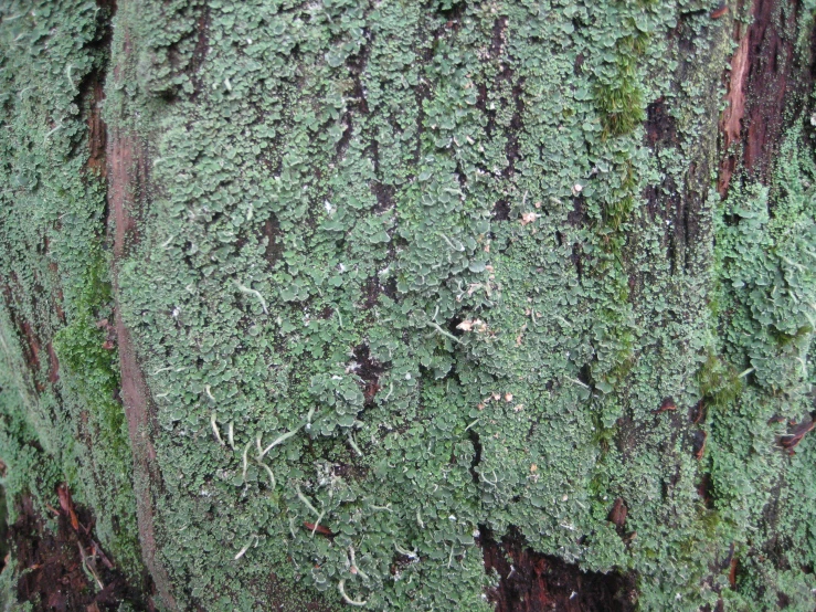 an image of mossy tree bark close up