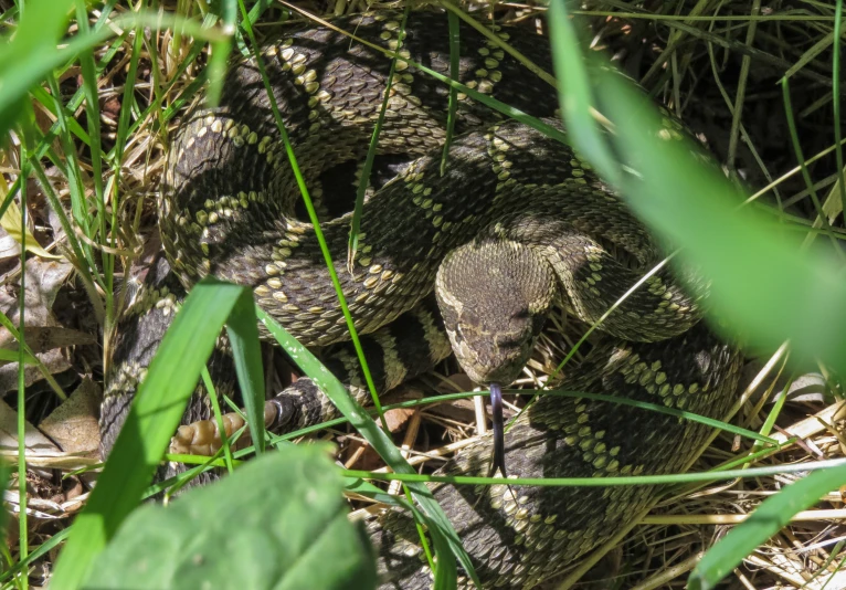 a close up of a snake on the ground