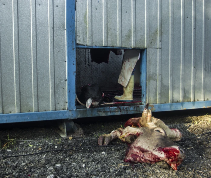 a dead cow lying outside of a building