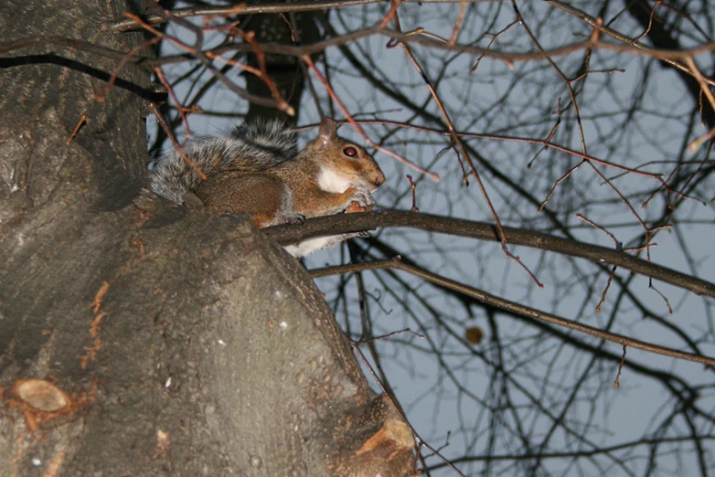 a squirrel sits on a tree limb with no leaves