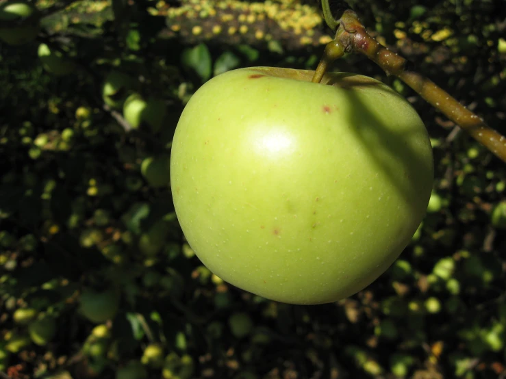 a closeup of a green apple with its leaves still on