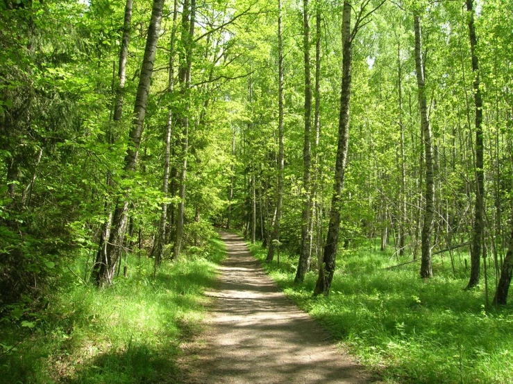 the dirt path leads to some green trees and grass