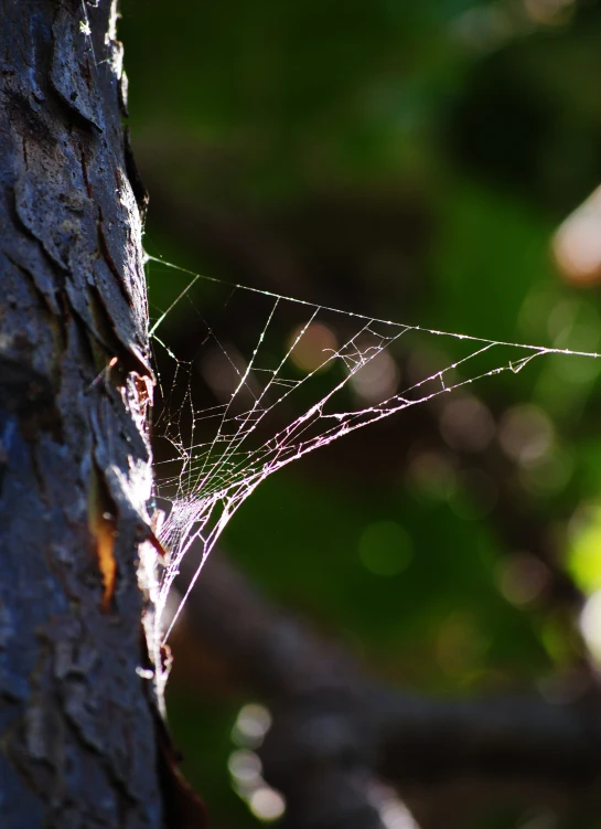 a spider web hanging from the side of a tree trunk
