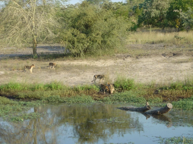 zes drink from the river while other animals walk by