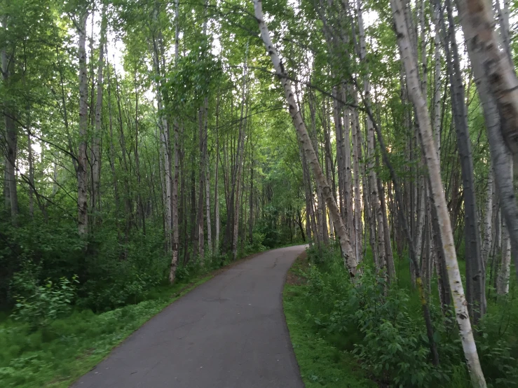 there is a paved path going through some trees