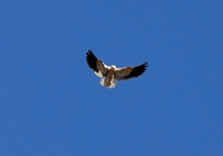 a bird flying through a blue sky with two wings outstretched