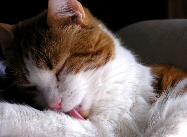 an orange and white cat laying its head on top of another cat