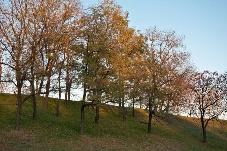 some yellow trees line the green grass hill