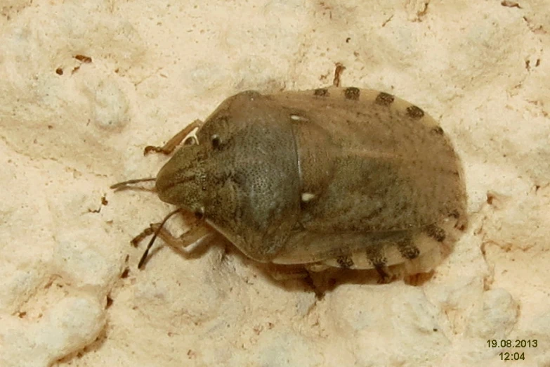 a large brown bug on top of a sandy ground