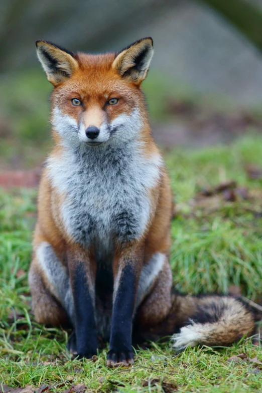 the red fox sits in the grass outside